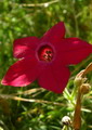 Woodland Tobacco